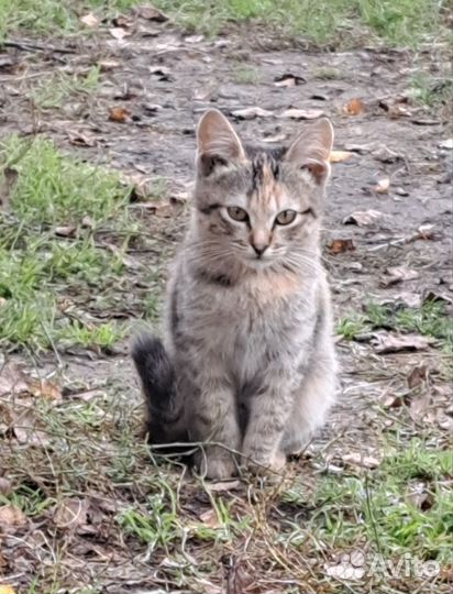 Котята