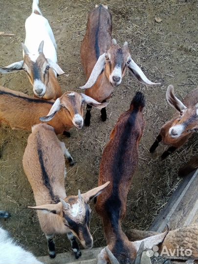 Нубийские козы