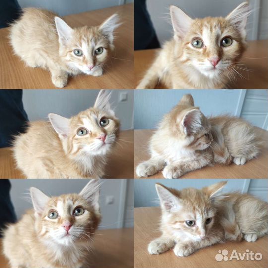 Рыженькие котятки