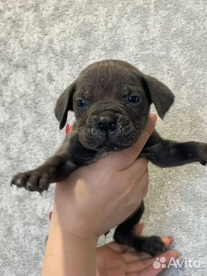 Предлагаются щенки Итальянского Кане Корсо