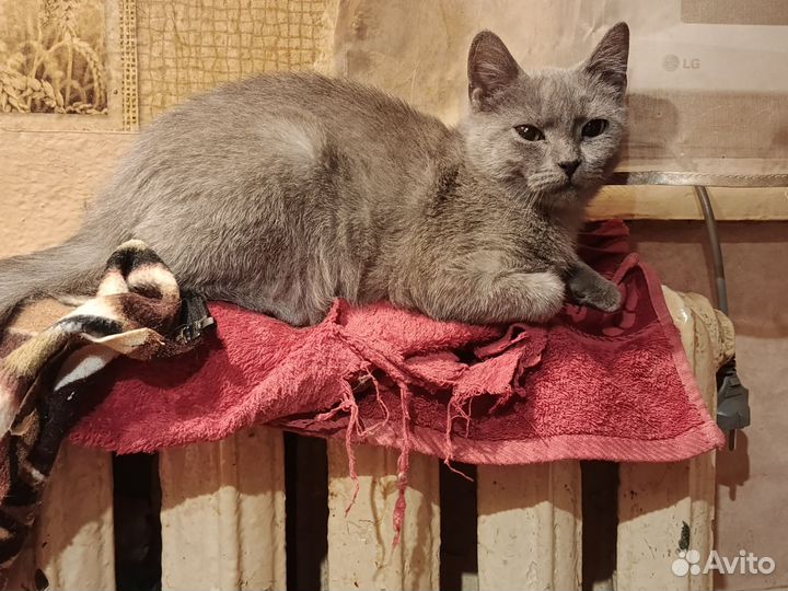 Котёнок в добрые ручки