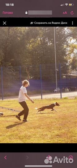 Кинолог для собак