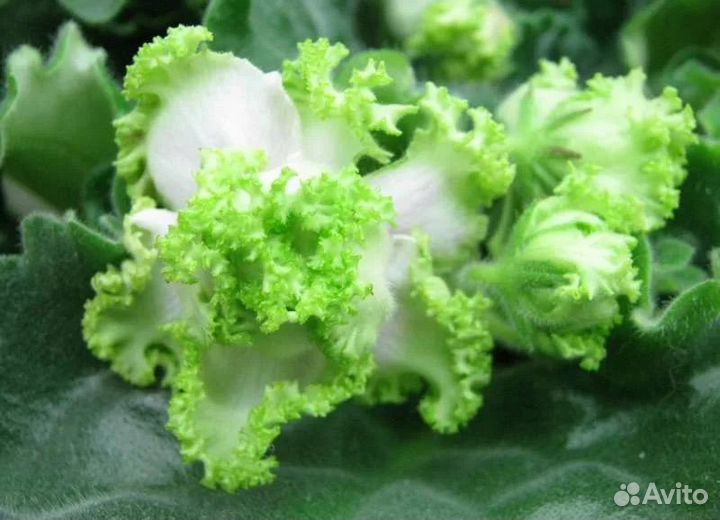 Листочки фиалок прекрасных сортов