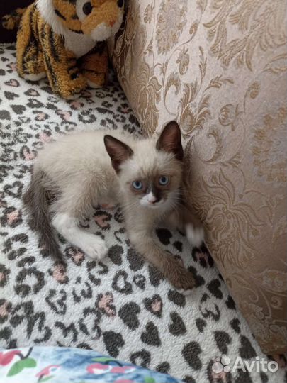 Отдам кота в добрые руки