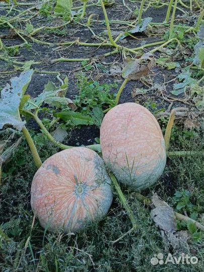 Тыква оптом