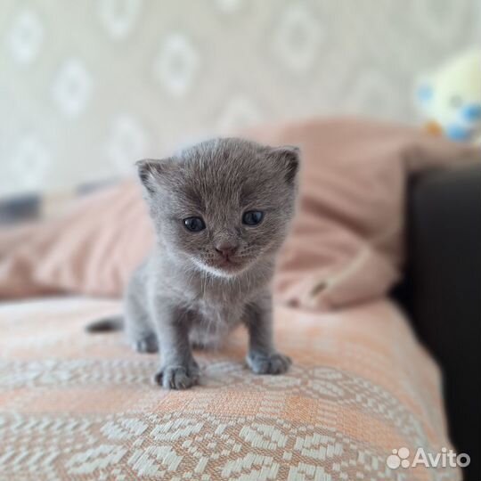 Котята ищут дом