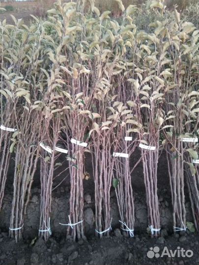 Саженцы плодовых деревьев