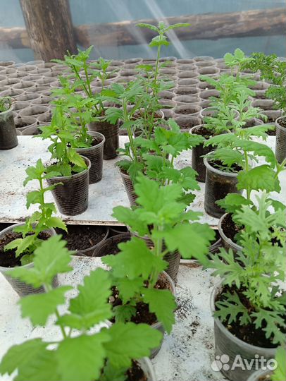 Рассада петунии