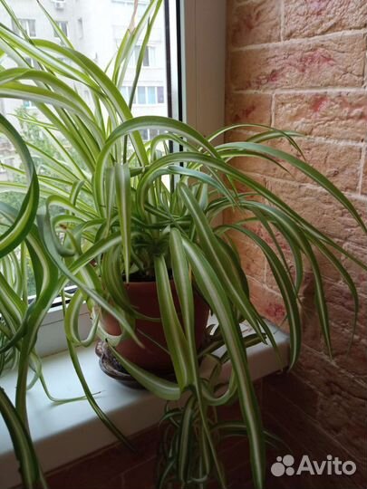 Хлорофитум кудрявый Бонни, полосатый и простой