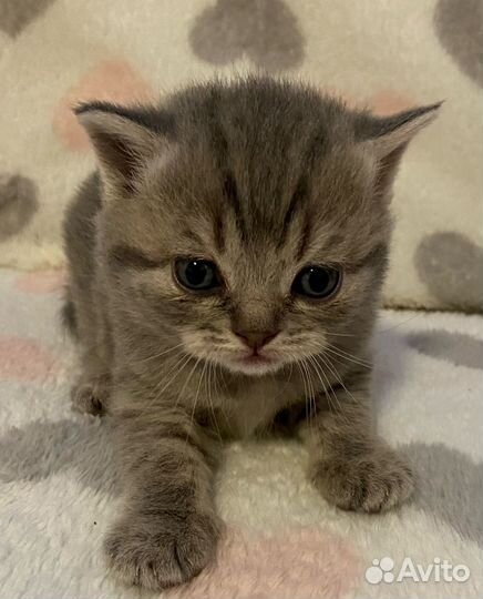Шотландские котята
