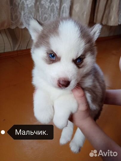 Щенки сибирской хаски