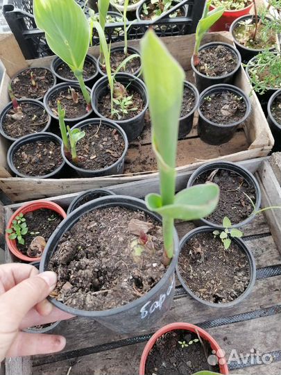 Канны сортовые