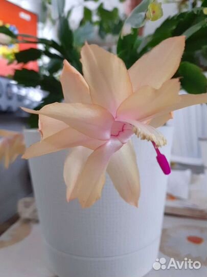 Декабрист, питахайя, алоэ