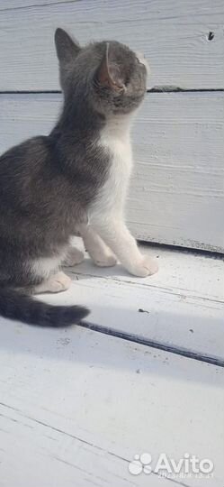 Котенок мальчик серый