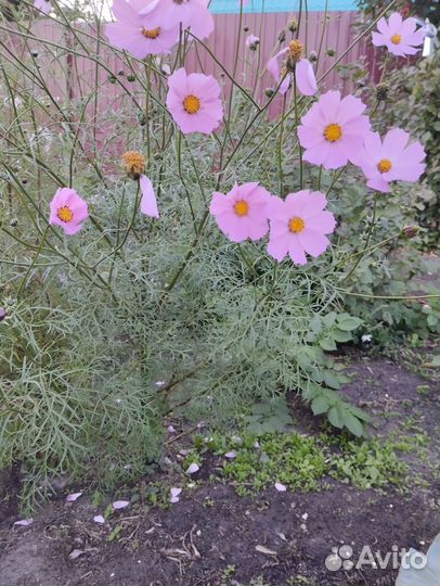 Клубни топинамбура, семена и рассада космеи