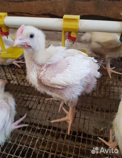 Цыплята бройлеры подрощенные