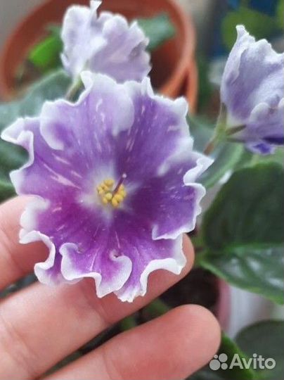 Фиалка, лист на срез