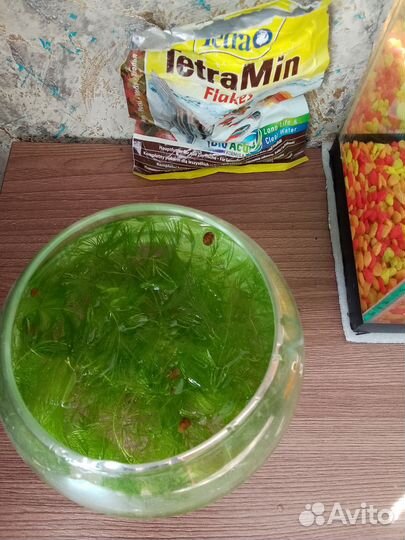 Роголистник в аквариум