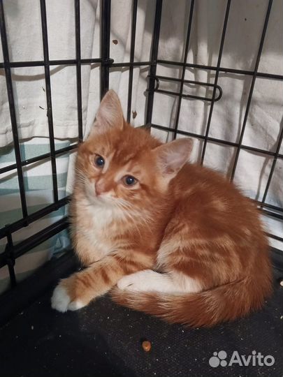 Котята