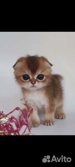 Золотые шиншилы