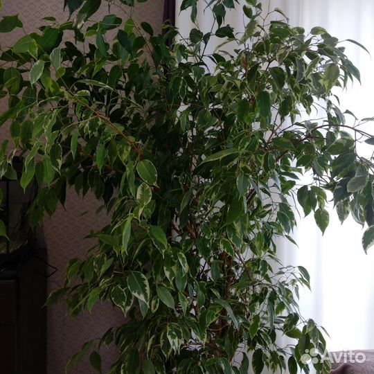 Бенджамина