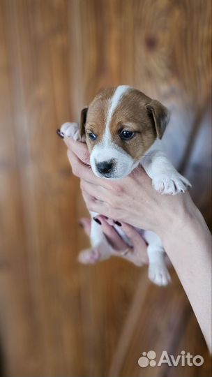 Щенки джек Рассел терьер