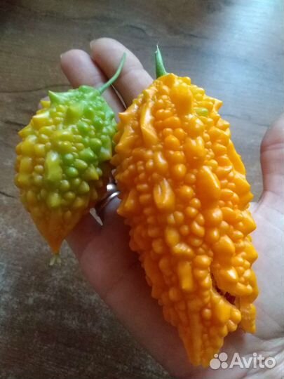 Семена момордики