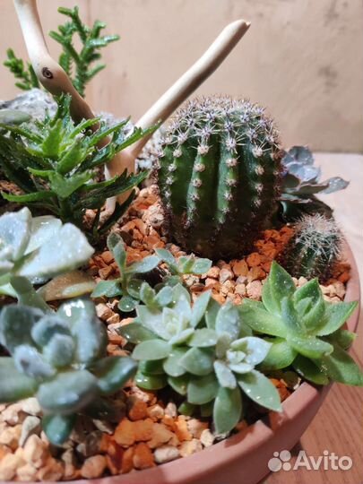 Композиция из суккулентов
