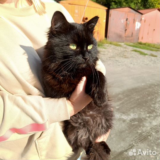 Кот молодой