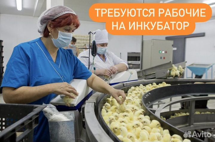 Разнорабочий (вахта). Берем всех