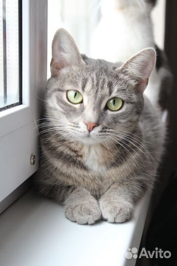 Кошка мышеловка