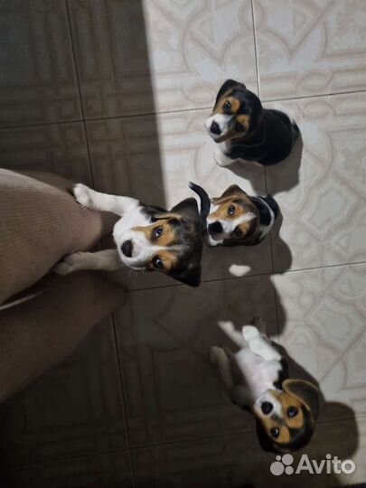 Щенки бигль