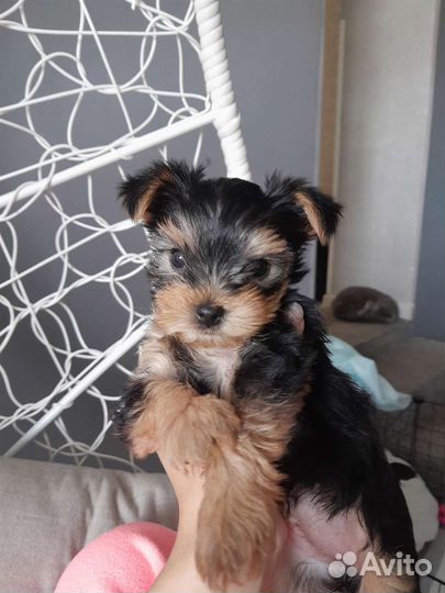Йоркширский терьер мини