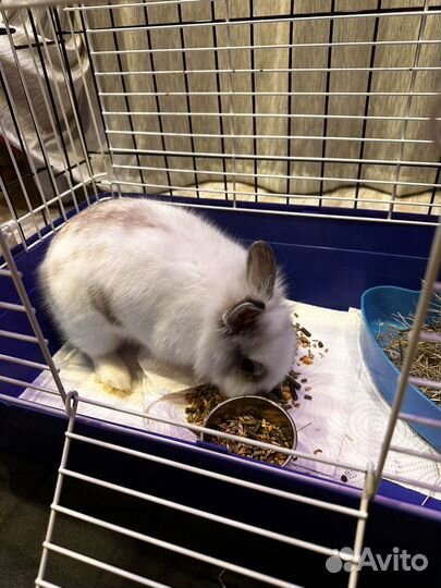 Декоративные кролики