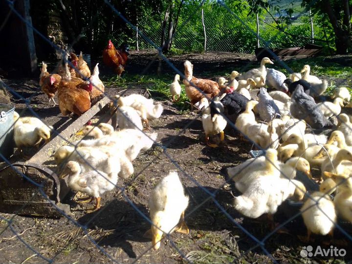 Цыплята,гусята
