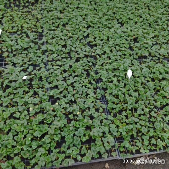 Саженцы клубники зкс. (Опт и розница)