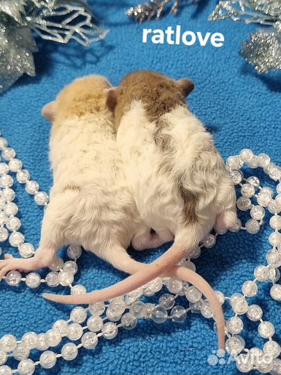 Крысята редкие малышки девчонки