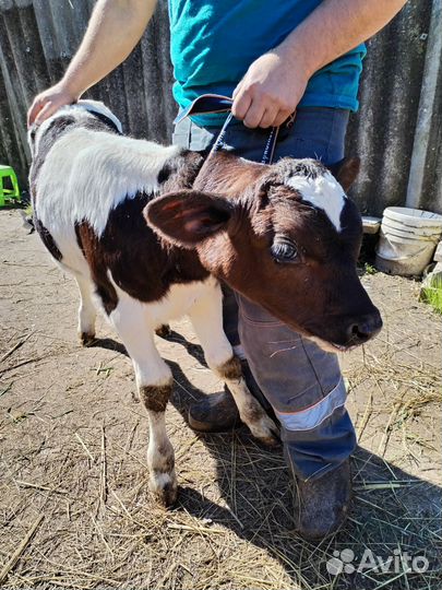 Бычок молочник