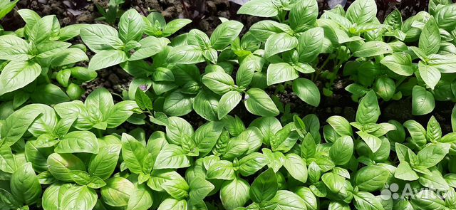 Семена Базилика 