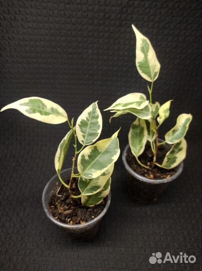 Фикус benjamina Twilight,Laguia, Diversifolia