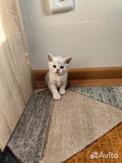 Британские котята