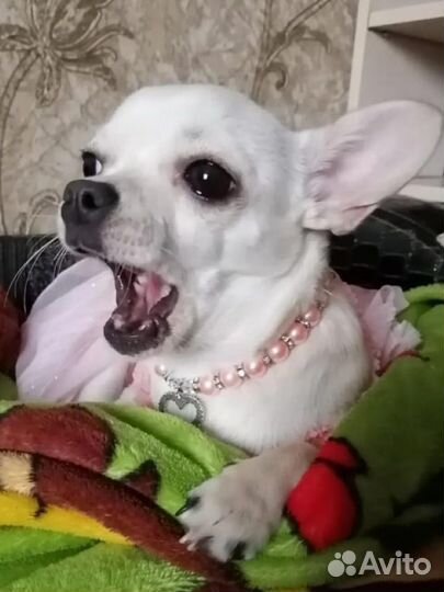 Чихуахуа девочки