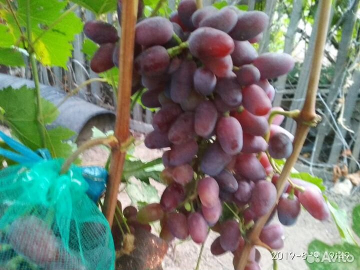 Продаю саженцы винограда