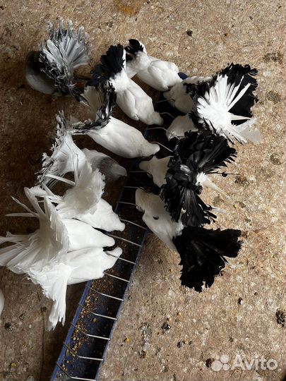 Голуби павлины