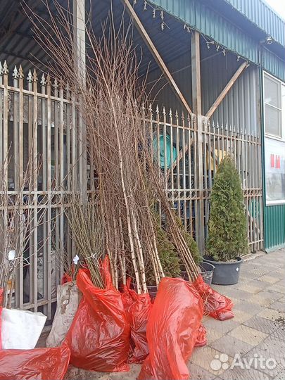 Карагана Липа Клён Катальпа