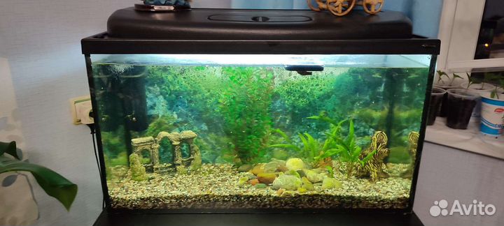 Аквариум