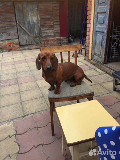 Собака для вязки