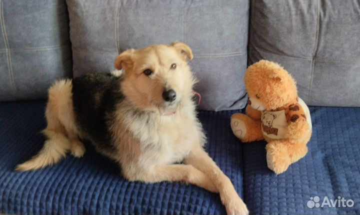 Собака Арфа в добрые руки