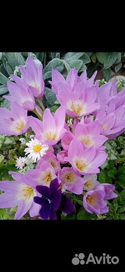 Пионы, почвопокровники,хрезантемы