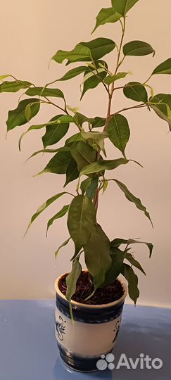 Фикус бенджамина плетеный